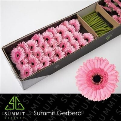 Гербера 'Petticoat'