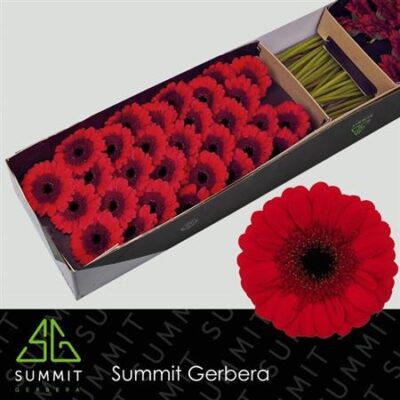 Гербера 'Red Ruby'