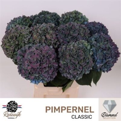 Гортензія 'Pimpernel Cl'