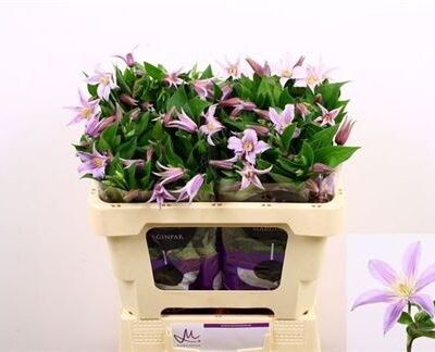 Клематіс 'Star River'