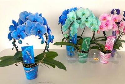 Орхідея каскад 'Ov'