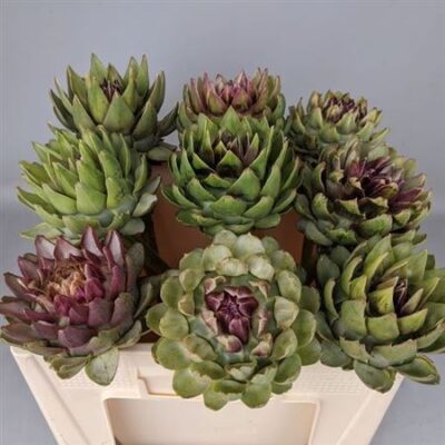 Артішок  'Green Glob'