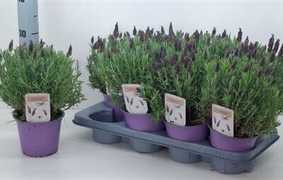 Лаванда 'Lam Pu Flag'