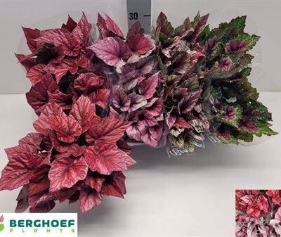 Бегонія 'Bel Gem'