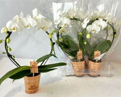 Орхідея 'Ov Wit'