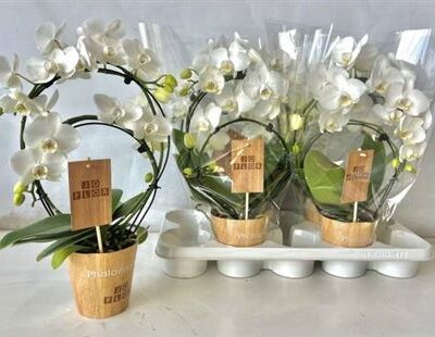 Орхідея каскад 'Ov Wit'