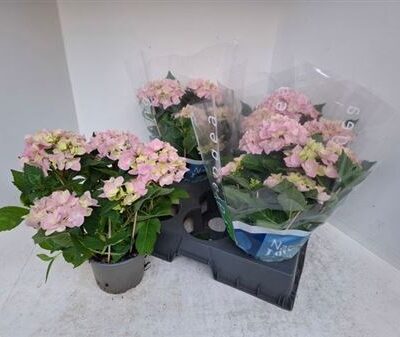 Гортензія 'Ankong'