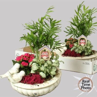 Композиція каланхоє