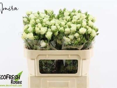 Кущова троянда 'SNOWFLAKE'