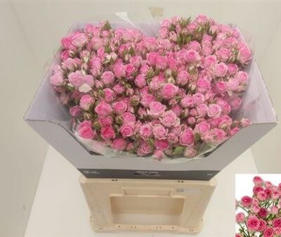 Кущова троянда 'Kate-lynn Pink'