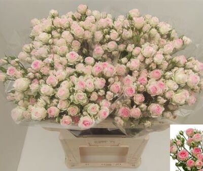 Кущова троянда 'Kate-lynn'