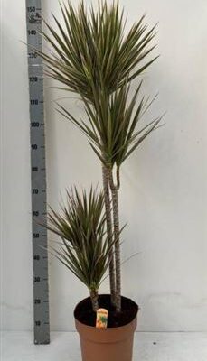 Драцена 'Marg Bicolor'