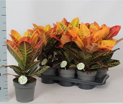 Кротон 'Petra'