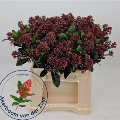 Скімія 'Rubella Bs'