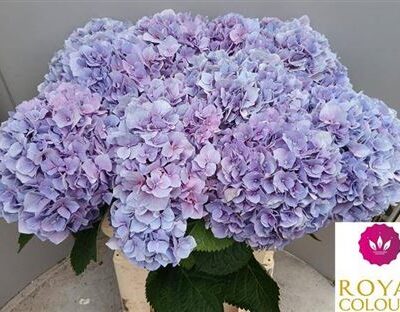 Гортензія 'Cassanova'