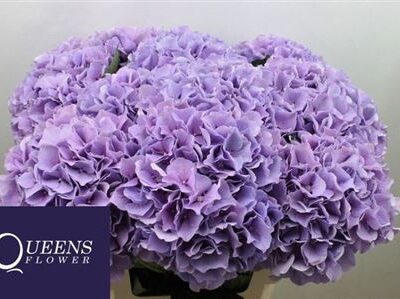 Гортензія 'Royal Benefit'