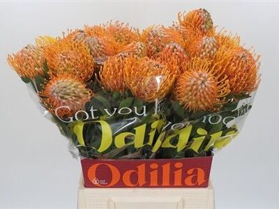 Левкосперум 'Soleil'