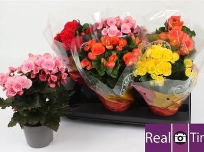 Бегонія 'Gem'