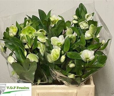 Хелеборус 'Magnif Bells'