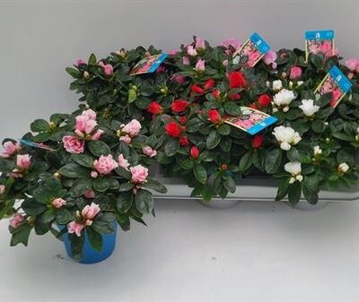 Азалія 'Gem 6 Srt'