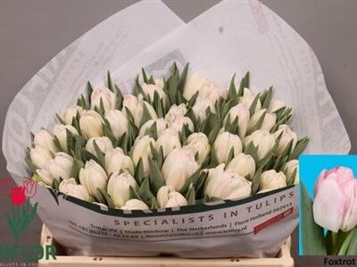 Тюльпан 'Foxtrot'