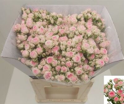 Кущова троянда 'KATE-LYNN'