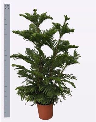 Арауракарія 'Heterophyl'