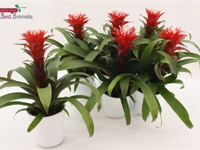 Гузманія 'Hope'