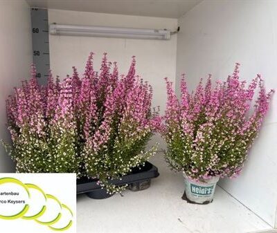 Еріка 'Heidis Bella'