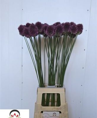 Аліум 'Sphaerocephal'