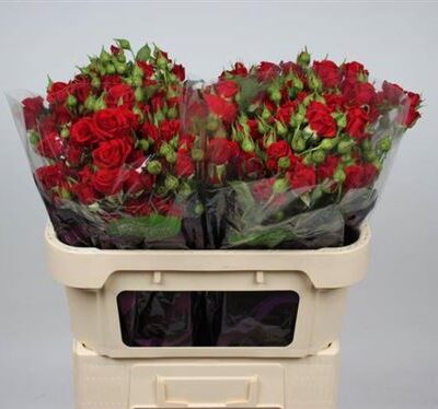 Кущова троянда 'MIRABEL'