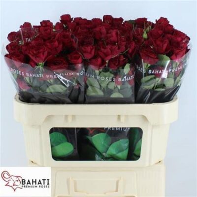 Кущова троянда 'RED TRENDSETTER'