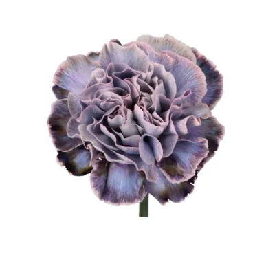 Гвоздика 'Violetta'