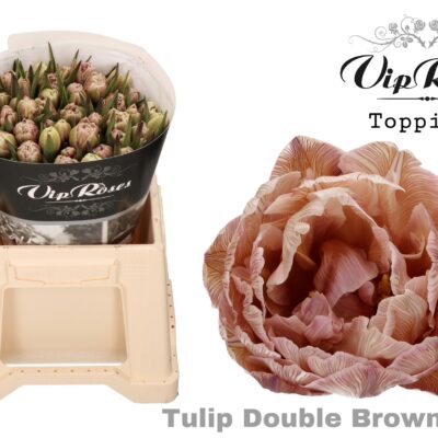 Тюльпан 'Double Brownies'