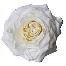 Еквадорська троянда 'White Shimmer'