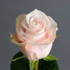 Еквадорська троянда 'Pomorosa'