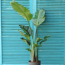 Стриліція 'Nicolai'