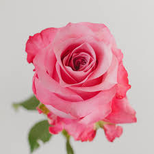 Еквадорська троянда 'All For Love'