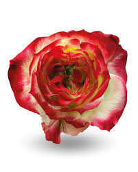 Еквадорська троянда 'Apple Jack'