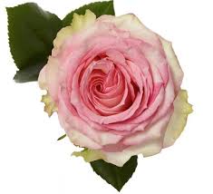 Еквадорська троянда 'Esperance'