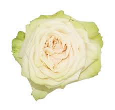 Еквадорська троянда 'Cute Enigma'