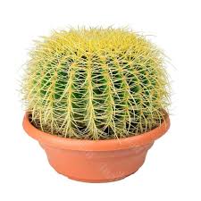 Кактус 'Grusonii'