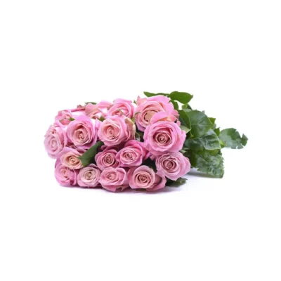 Еквадорська троянда 'Hermosa'