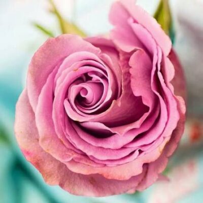 Еквадорська троянда 'French Quiz'