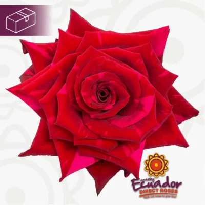Еквадорська троянда 'Red Panther'