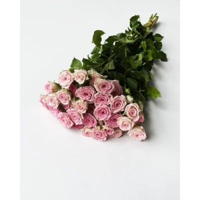 Кущова троянда 'Creamy Twister'