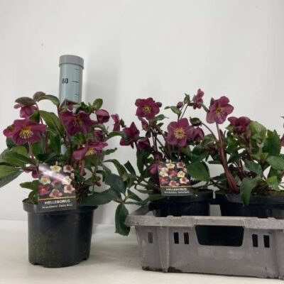 Хелеборус 'Viv Victoria'