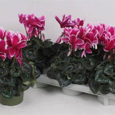 Цикламен 'Overig'