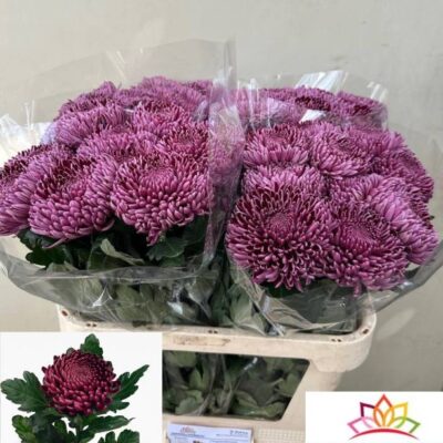Хризантема 'Bigoudi Purple'