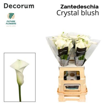 Кала 'Crystal Blush'